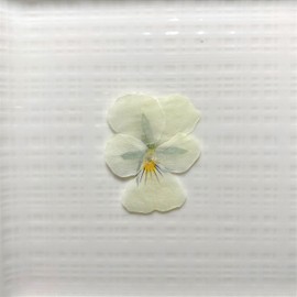 Uzunohana Dried Edible Flowers <Eat Oshiba > Viola 20 Count (White)