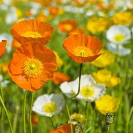 Outsidepride Poppy Iceland - 5000 Seeds
