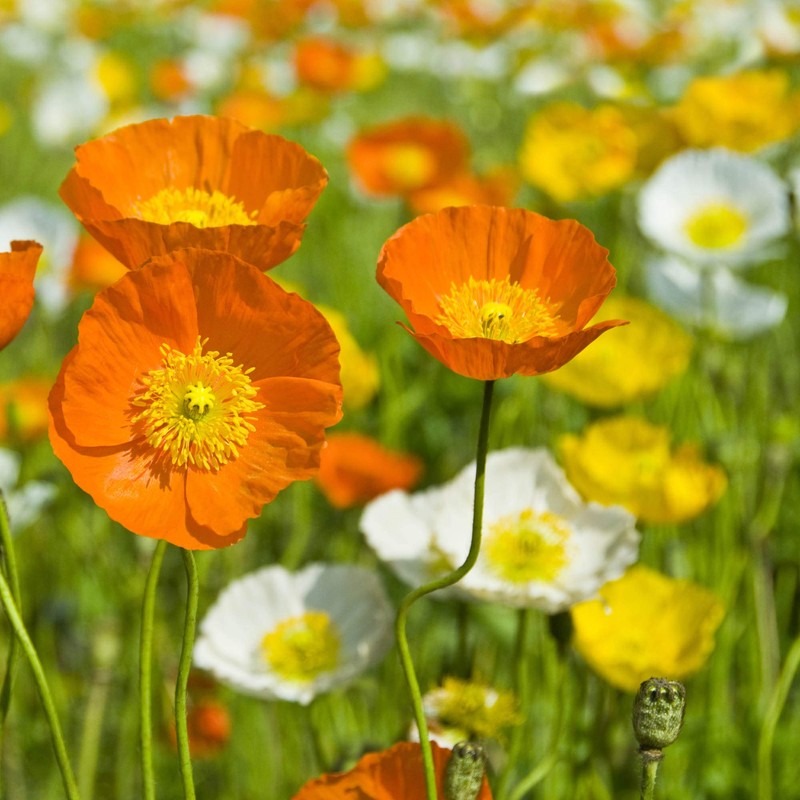 Outsidepride Poppy Iceland - 5000 Seeds