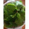 Fresh organic Anamu herb, hen weed guinea, petiveria alliacea, 4