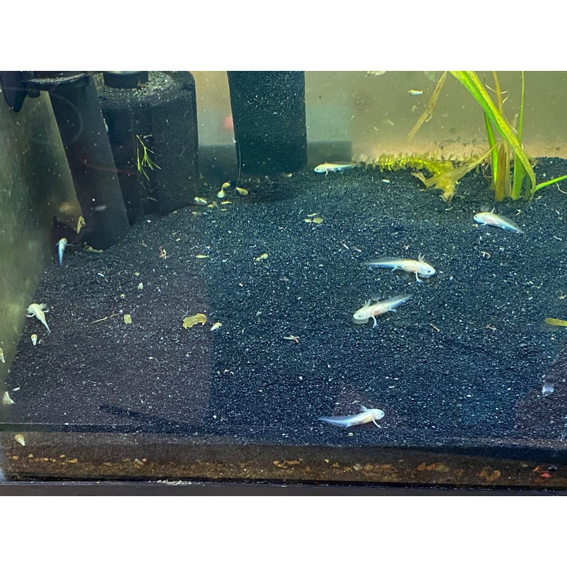 African Clawed Frog Soft Food Bits - Aquatic Frog Food