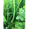 Cover Crop Seed Blend by Eretz (25lb) - Choose Size!