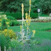 Outsidepride Arctic Summer Mullein Seeds for Planting - 250 Pcs