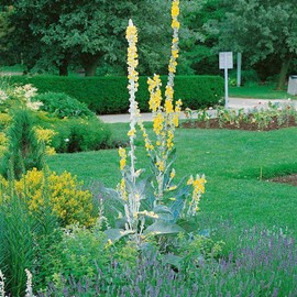 Outsidepride Arctic Summer Mullein Seeds for Planting - 250 Pcs Self-Seeding, Biennial Heirloom Seeds for Planting Flowers, for Cut Flower Arrangements, Xeriscaping, Rock Gardens & Containers