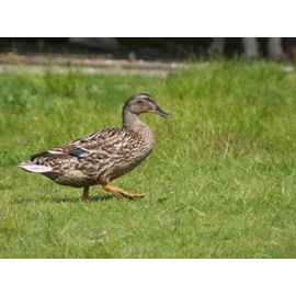 Opteka 420-800mm f/8.3 HD Telephoto Zoom Lens for Nikon D5, D4s, D4, D850, D810, D800, D780, D750, D610, D500, D7500, D7200, D5600, D5500, D5300, D5200, D5100, D3500, D3400, D3300 Digital SLR Cameras