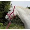 Rhinegold Carnival Headcollar & Rope Carnival Headcollar & Rope Raspberry