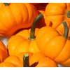 20 Jack Be Little Pumpkin Seeds for Planting Non GMO