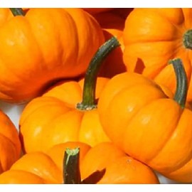 20 Jack Be Little Pumpkin Seeds for Planting Non GMO Heirloom Seeds Instant Latch Garden Seed