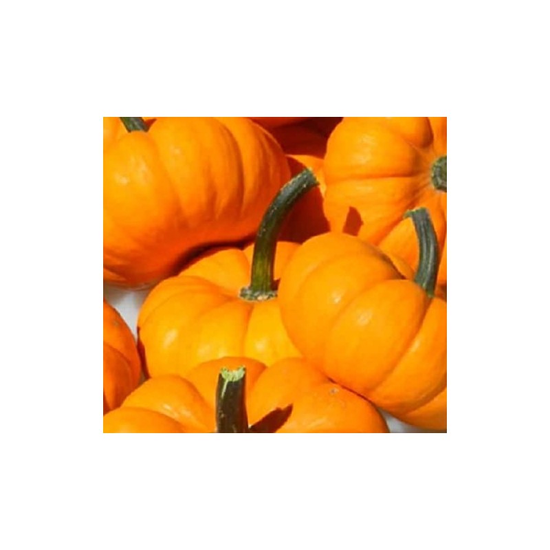 20 Jack Be Little Pumpkin Seeds for Planting Non GMO