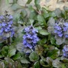 Perennial Farm Marketplace Ajuga r. 'Black Scallop' (Bugle Weed) Live
