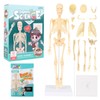 Lotvic Mini Human Skeleton Model, 35cm Skeleton Model with Movable
