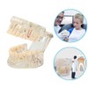 2PCS Transparent Disease Teeth Model, Dental Implant Teeth Model, Dental