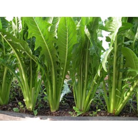 Southeast Seeds Catalogna Emerald Endive Seeds, NON-GMO, Chicory, Italian Dandelion, FREE SHIP - 8000 Seeds or 1/2 OZ