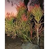 9 cuttings Pencil Cactus Euphorbia Tirucalli Sticks on Fire Succulent Cuttings