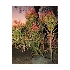 9 cuttings Pencil Cactus Euphorbia Tirucalli Sticks on Fire Succulent Cuttings