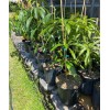 Tree Honey Kiss MANGO TREE GRAFTED 2-4 Ft Tall.Ship To