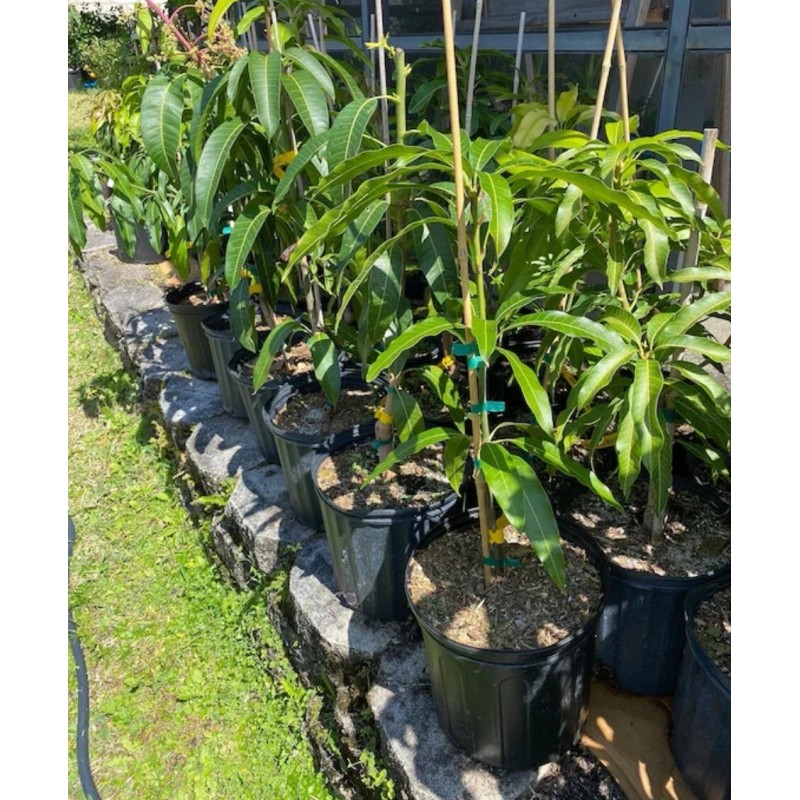 Tree Honey Kiss MANGO TREE GRAFTED 2-4 Ft Tall.Ship To