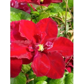 Perennial Farm Marketplace Clematis Charmaine Regal Perennial, 4 Quart Pot, Red Flowers