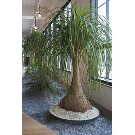 22Day Seeds: Seeds Nolina Ponytail Palm/Elephant Foot Tree/Indoor/Perennial Tree
