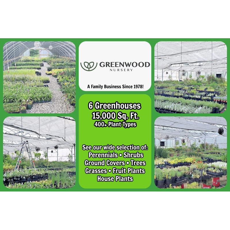 Greenwood Nursery: Live Ornamental Grasses - White Pampas Grass +