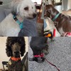 Martingale Collar for Dogs with Buckle, Reflective Dog Choke Collar