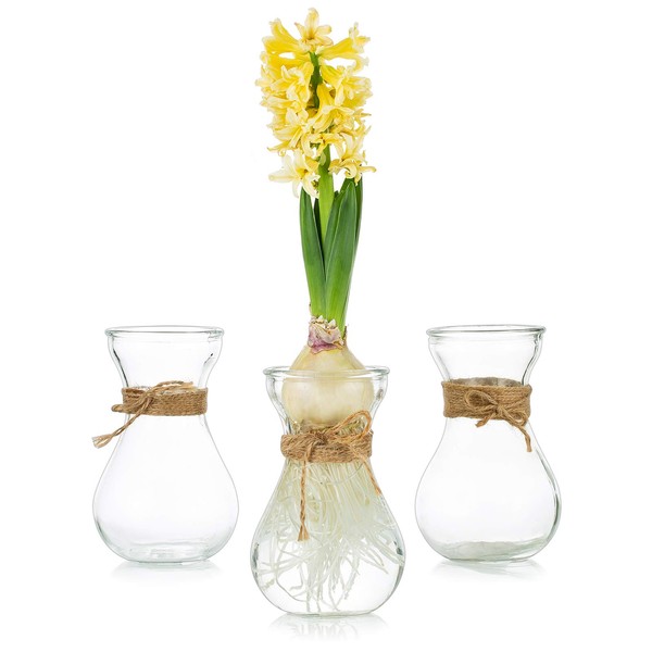 Glasseam Clear Glass Vase for Flowers, Set of 3 Bulb Vase for Forcing Hyacinth Bulbs, Small Vases for Centerpieces, Decorative Bud Flower Vase for Home Decor Living Room Wedding Table Decorations