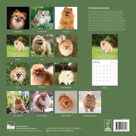 2026 Pomeranians Wall Calendar 12 Month | 12" x 24" Open | Giftable | Dog Calendar 2026 | Thick & Sturdy Paper for Calendar Organizing & Planning | Pacific Waters Press (Pomeranians)