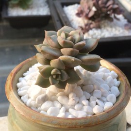 2.1lb White Rock Pebbles Pumice Potting Amendment Succulent Cactus Bonsai Gritty Rock Decorative Gravel Plant Drainage White Rock for Fairy Gardening Top Dressing