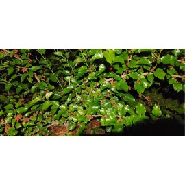 Mulberry THAI DWARF MULBERRY - CUTTINGS (5)