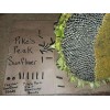 Seeds Bee Blooming Pikes Peak Giant Sunflower Seeds