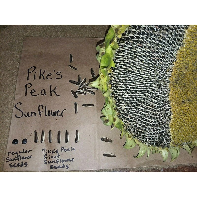 Seeds Bee Blooming Pikes Peak Giant Sunflower Seeds