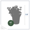 Live Aromatic and Edible Herbs - Assorted Varieties (4 Per