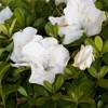 Encore Azalea Autumn Angel (2 Gallon) White Flowering Shrub -