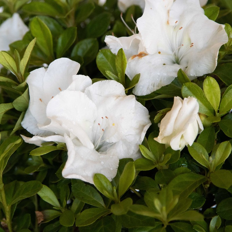 Encore Azalea Autumn Angel (2 Gallon) White Flowering Shrub -