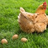 YunKo 6PCS Wooden Eggs Fake Egg Chicken Coop Accessories Easter