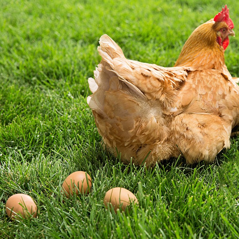 YunKo 6PCS Wooden Eggs Fake Egg Chicken Coop Accessories Easter