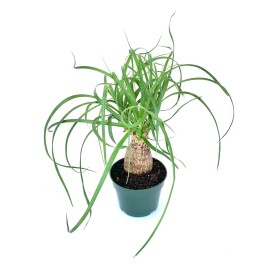 CTS Air Plants Ponytail Palm Beaucarnea Recurvata Live Potted Plant, 6” Pot