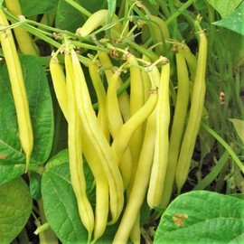 TomorrowSeeds - Kentucky Wonder Yellow Wax Bean Seeds - 90+ Count Packet - for 2024 (Pole) NonGMO Stringless Butter Beans Garden Vegetable Seed