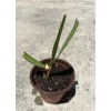 Sugarcane Plant With Pot Sweet Juicy Ready To Plant