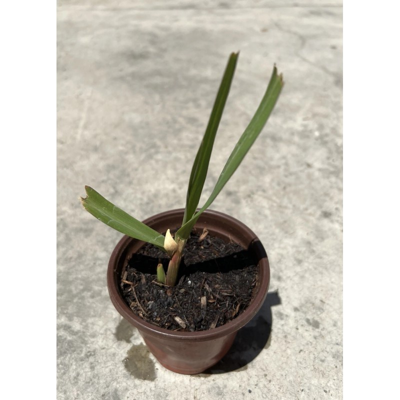 Sugarcane Plant With Pot Sweet Juicy Ready To Plant