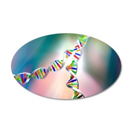 CafePress DNA Replication 35"x21" Oval Wall Decal, Vinyl Wall Peel, Reusable Cling