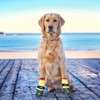 Double Dipped Waterproof Dog Socks | PawFlex Comfy Pawz Soft