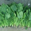 7g/1000pcs Spinach seeds for Four Seasons Planting, 大叶菠菜种子