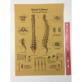 Palace Learning Vintage Medical Poster Anatomy of Human Spine Skeletal System Skeleton Print