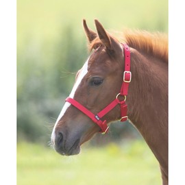 Shires Foal Nylon Headcollar Black