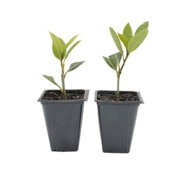 2 Live Bay Laurel Plants (Laurus Nobilis) – Aromatic Culinary Herb, Thriving in 2.5" Nursery Cubes