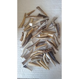 50 pack CANADIAN antler tips for Jewelry Earrings,Pendants,Decorative crafts by chewsfordogs