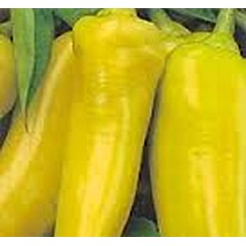 Pepper Sweet Banana Great Heirloom Vegetable Seeds by Seed Kingdom (1/4 Lb Seeds)