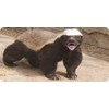 Honey Badger #1 Photo License Plate