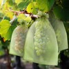 50 PCS 6X9 inches Fruit Protection Bags,Fruit Bags for Fruit